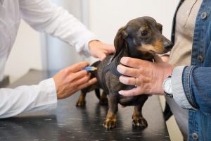 vacunacion-para-perros